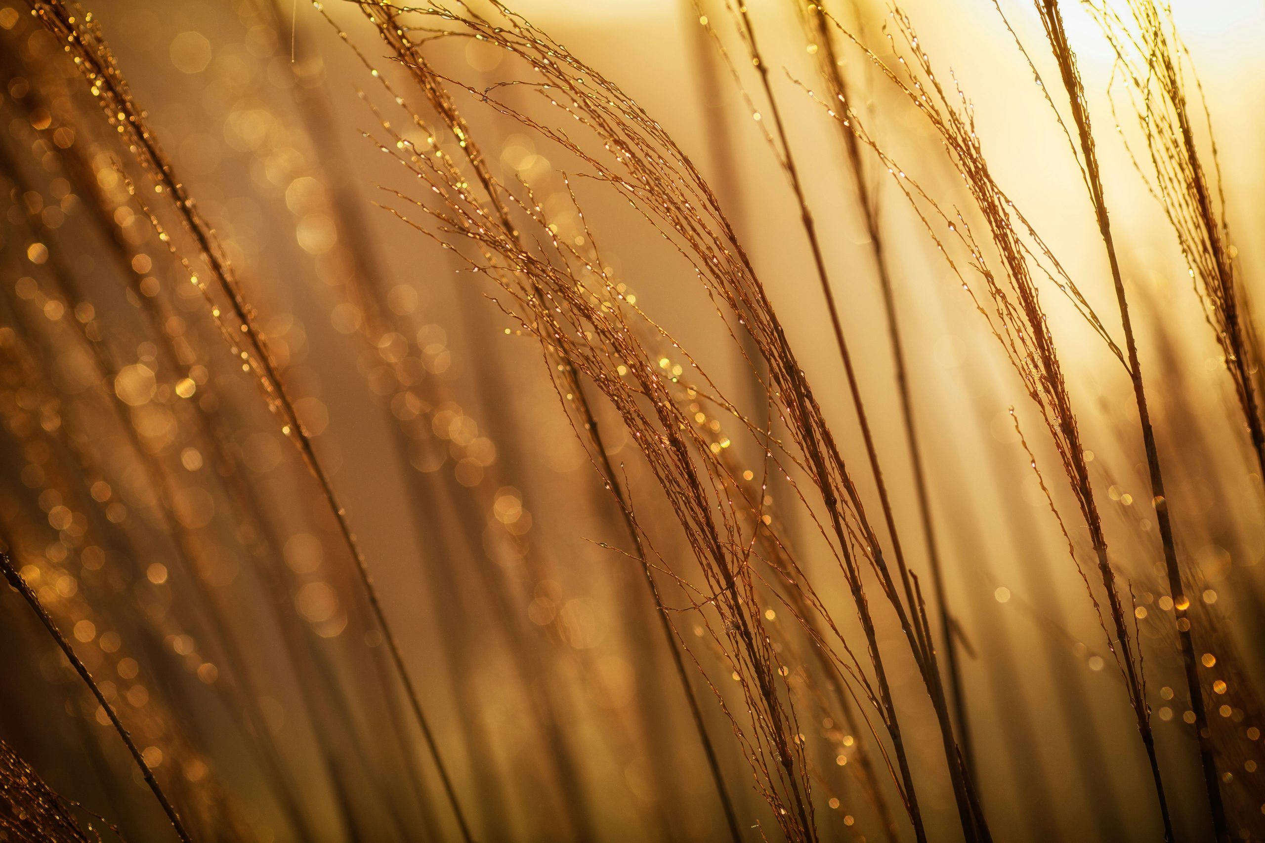 Golden wheat